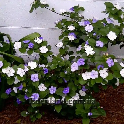 Брунфельзия широколистная  - Brunfelsia latifolia