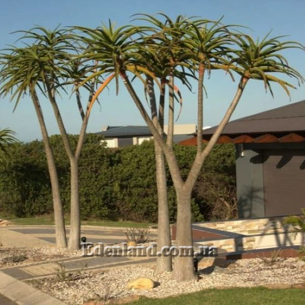 Зображення дорослі рослини