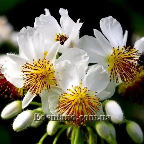 Изображение Спаррманния африканская - Sparrmannia Africana