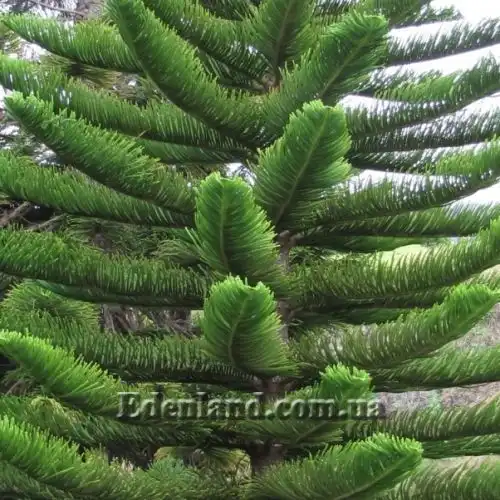 Изображение Араукария разнолистная - Araucaria heterophylla