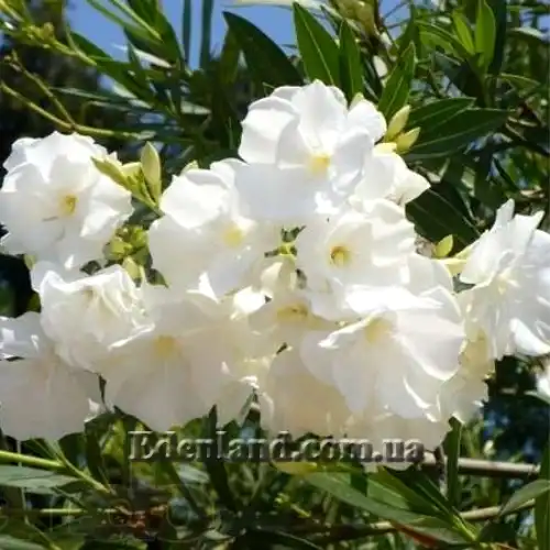 Изображение белый махровый