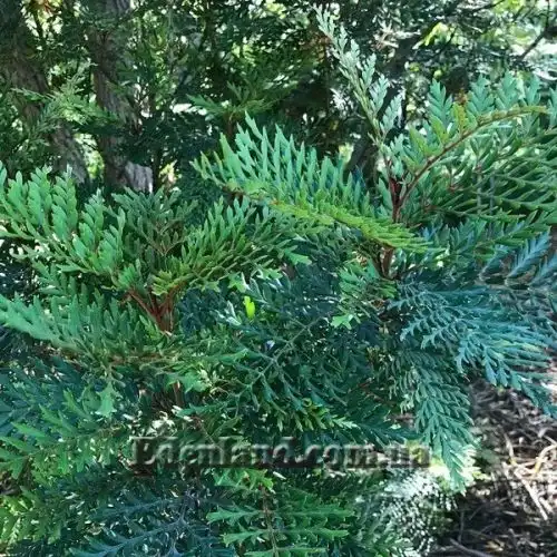 Изображение Ломатия ржавая - Lomatia ferruginea