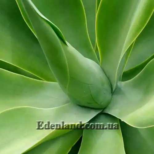 Изображение Агава оттянутая подвид оттянутая - Agave attenuata subsp. attenuate