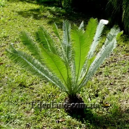 Изображение Диоон съедобный - Dioon edule