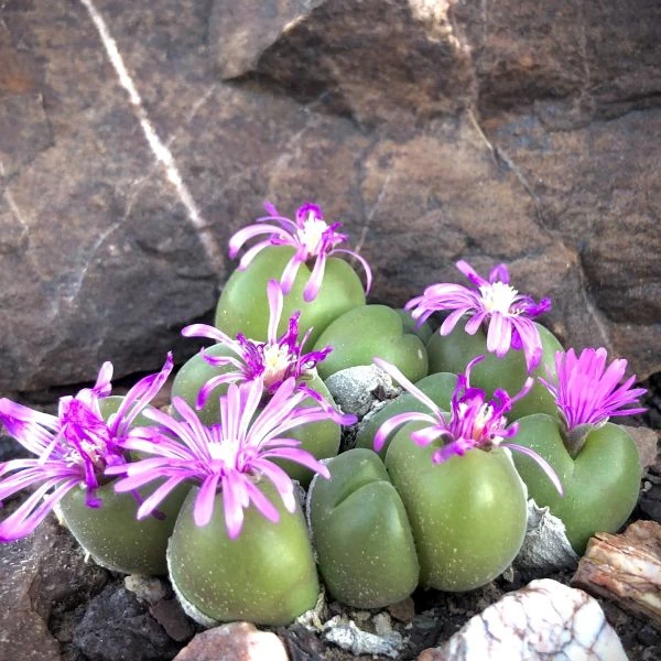 Гиббеум ореховидный - Gibbaeum nuciforme