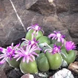 Изображение Гиббеум ореховидный  - Gibbaeum nuciforme