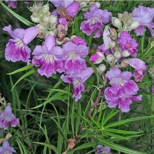 Зображення Хілопсис лінійний - Chilopsis linearis 