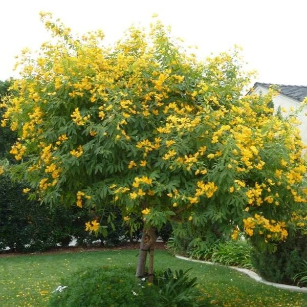 Изображение Сенна щитковидная - Senna corymbosa 