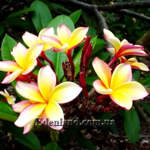 Изображение цветы