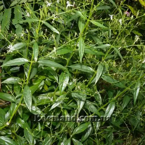 Изображение Андрографис метельчатый - Andrographis paniculata