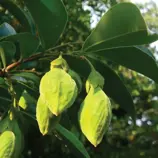 Изображение Аквилария крассна  - Aquilaria crassna