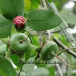 Изображение Соннератия сырная - Sonneratia caseolaris