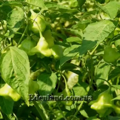 Изображение Перец Корона епископа - Capsicum Bishops Crown