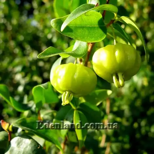 Изображение Евгения одноцветковая - Eugenia uniflora