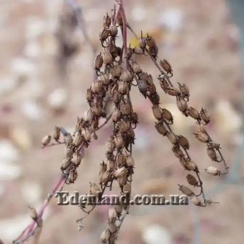 Изображение Оксидендрум древовидный - Oxydendrum arboreum