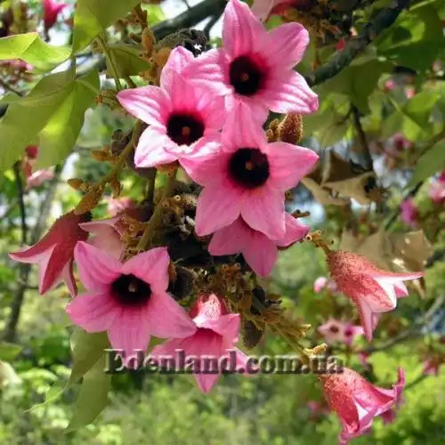 Изображение Брахихитон разноцветный - Brachychiton discolor