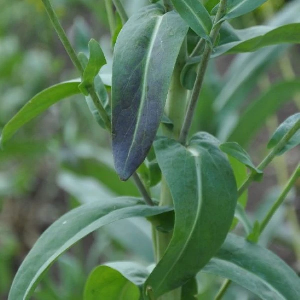 Изображение листья