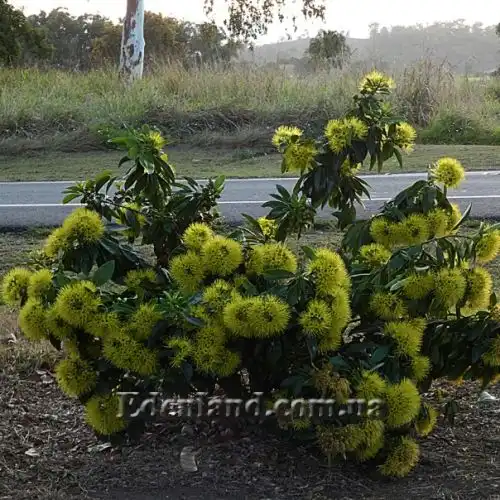 Зображення Ксантостемон золотистий - Xanthostemon chrysanthus