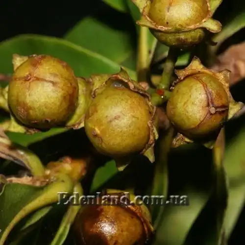 Зображення Ксантостемон золотистий - Xanthostemon chrysanthus