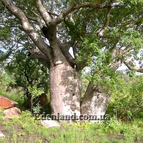 Зображення доросла рослина