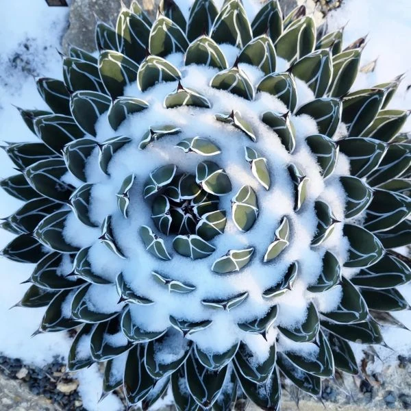 Изображение в Северной Каролине