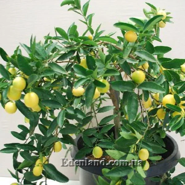 Зображення Лаймкват Юстіс