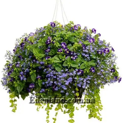 Изображение Торения Фурнье - Torenia fournieri