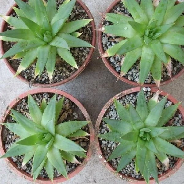 Зображення підрощені сіянці