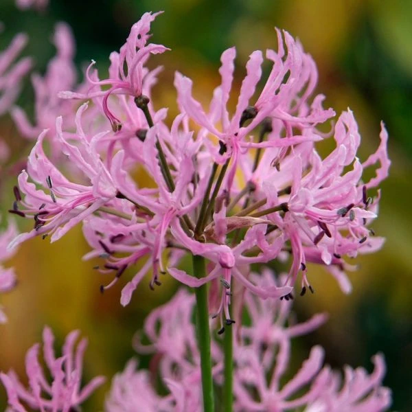 Зображення Неріне хвиляста - Nerine undulata 