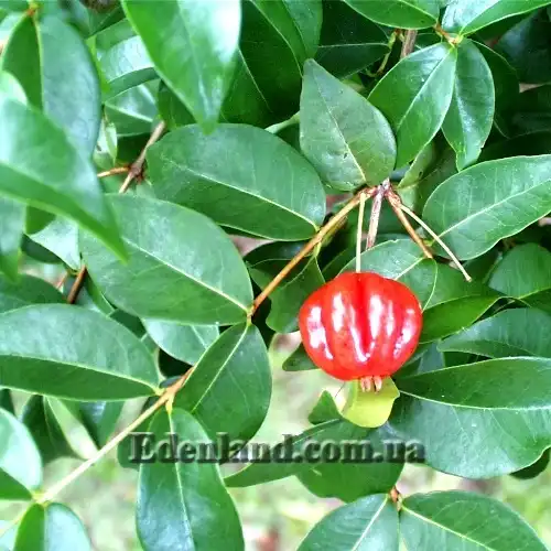 Изображение Евгения одноцветковая - Eugenia uniflora