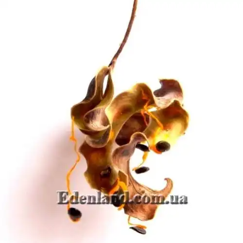 Зображення Акація вушкоподібна - Acacia auriculiformis