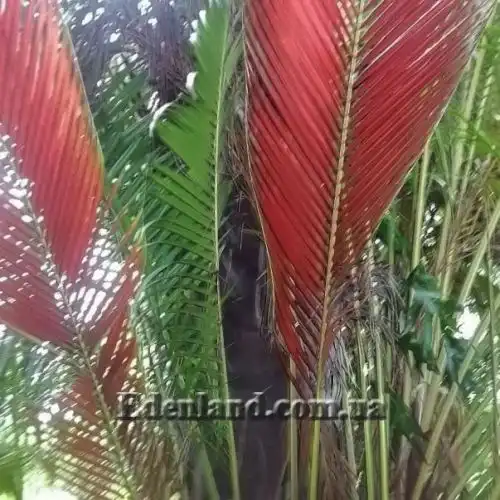Изображение Дипсис волокнистый - Dypsis fibrosa