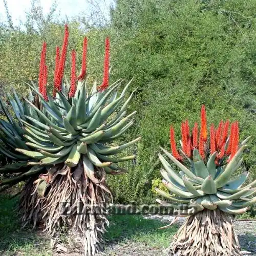 Зображення Алое страхітливе - Aloe ferox