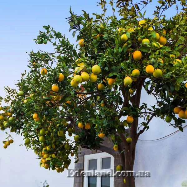 Изображение Грейпфрут Звездный рубин - Grapefruit Star Ruby