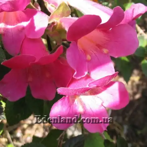 Изображение Лофоспермум стыдливый  - Lophospermum erubescens