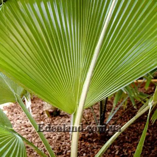 Изображение Притчардия тихоокеанская - Pritchardia pacifica