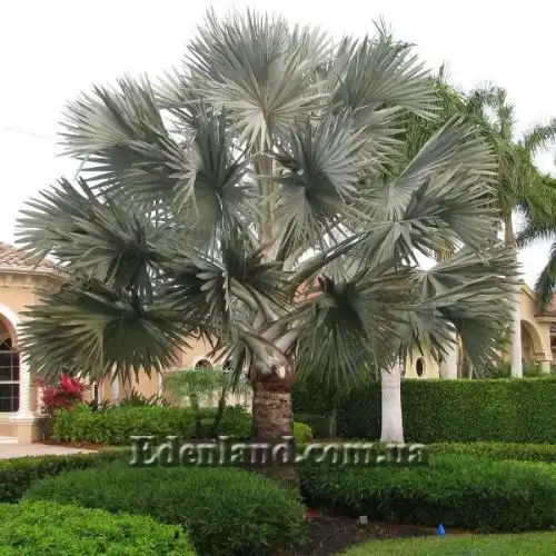 Изображение Бисмаркия благородная серебристая - Bismarckia nobilis Silver