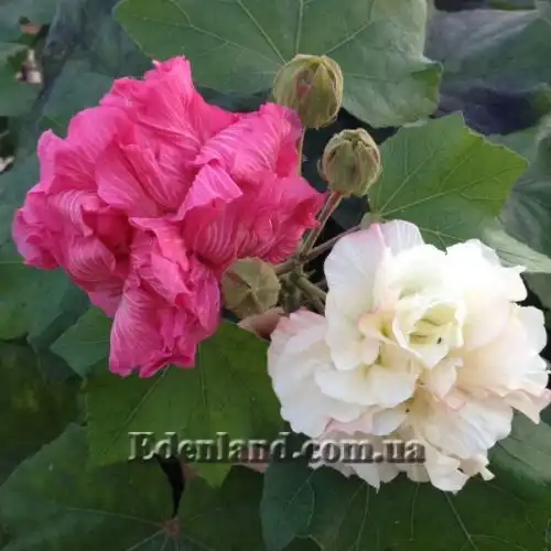 Зображення Гібіскус мінливий - Hibiscus mutabilis