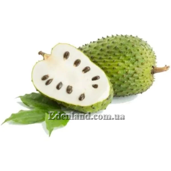 Зображення плід у розрізі