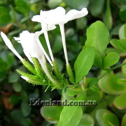 Изображение Плюмбаго ушковидное (белое) - Plumbago auriculata (alba)