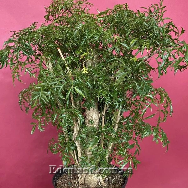 Зображення Полісціас чагарниковий - Polyscias fruticosa