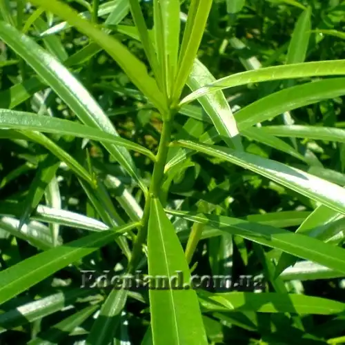 Изображение побег