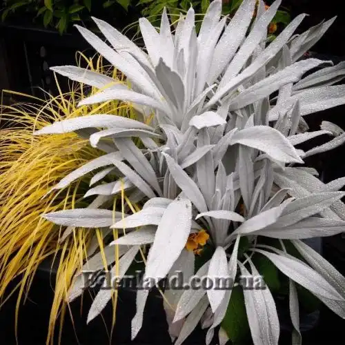 Изображение Сенецио снежно-золотистый - Senecio niveoaureus