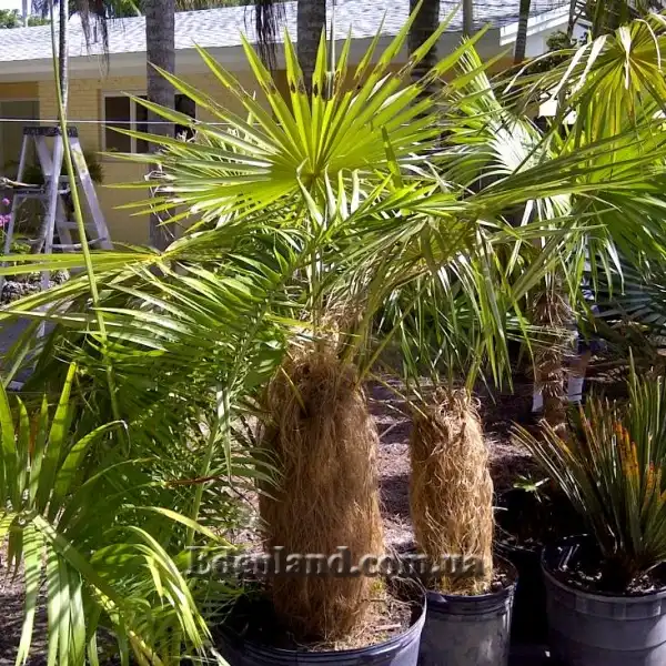 Изображение Коккотринакс волосатый подвид волосатый - Coccothrinax crinita subsp. crinita