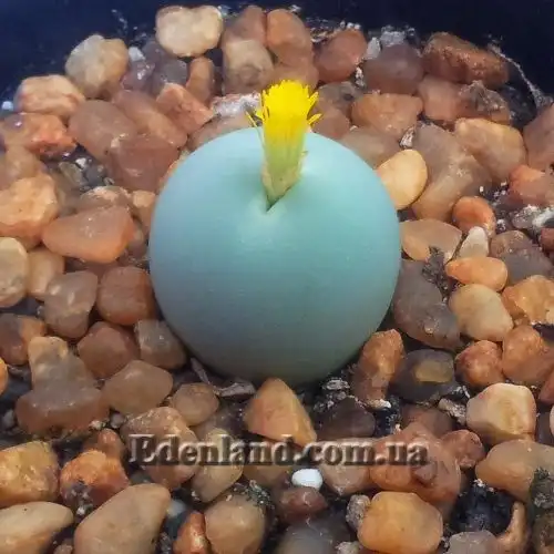 Изображение начало цветения