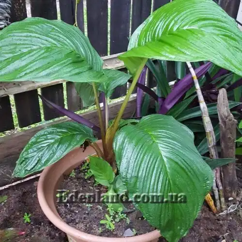 Изображение Такка цельнолистная - Tacca integrifolia 