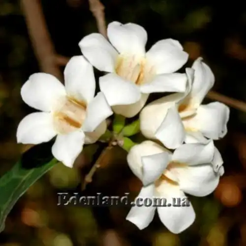 Изображение Ротмания шаровидная - Rothmannia globosa