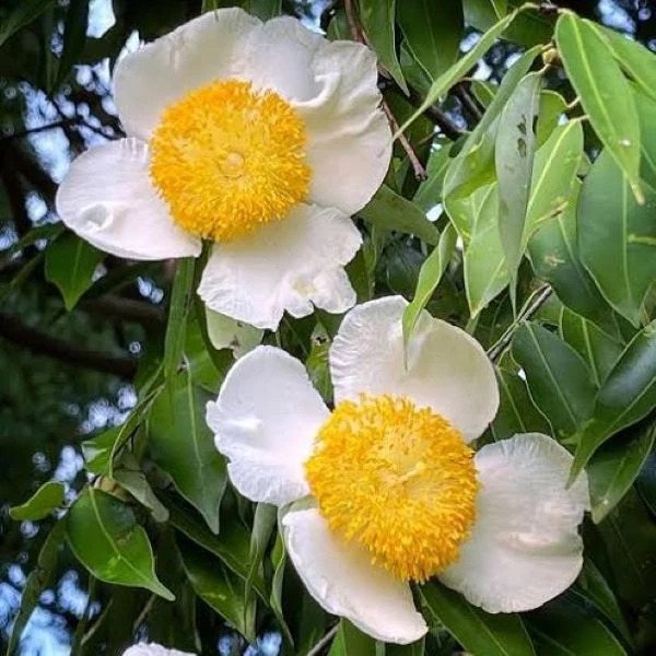 Мезуя залізна - Mesua ferrea 