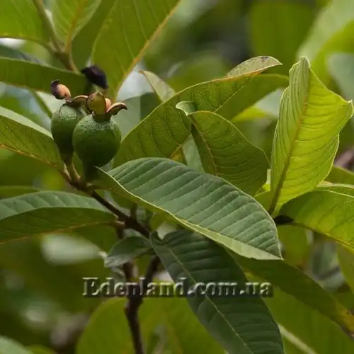 Зображення Псидіум Гуайава - Psidium guajava 