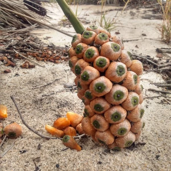 Зображення Алагоптера піщана - Allagoptera arenaria 